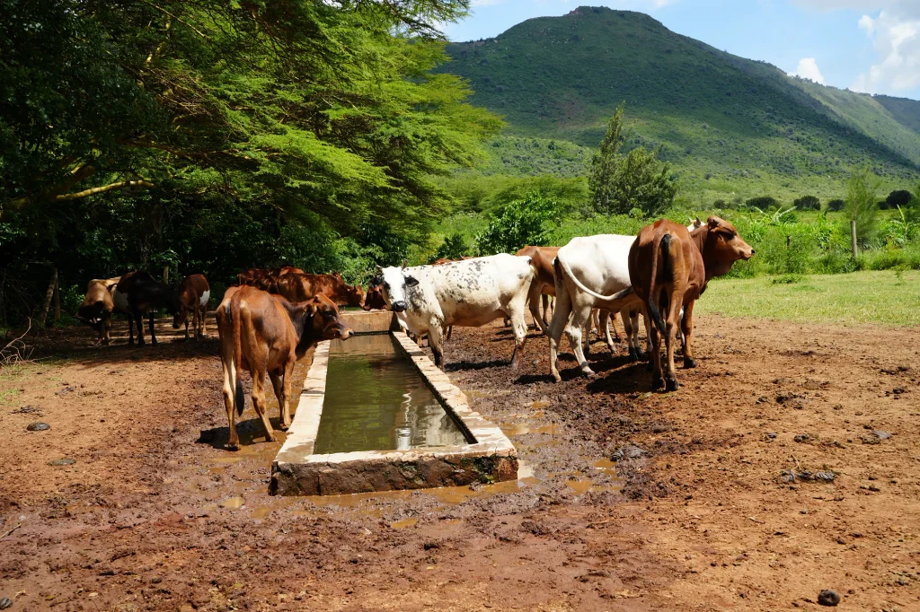Livestock drinking at the community water point in Namuoncha Ranch
